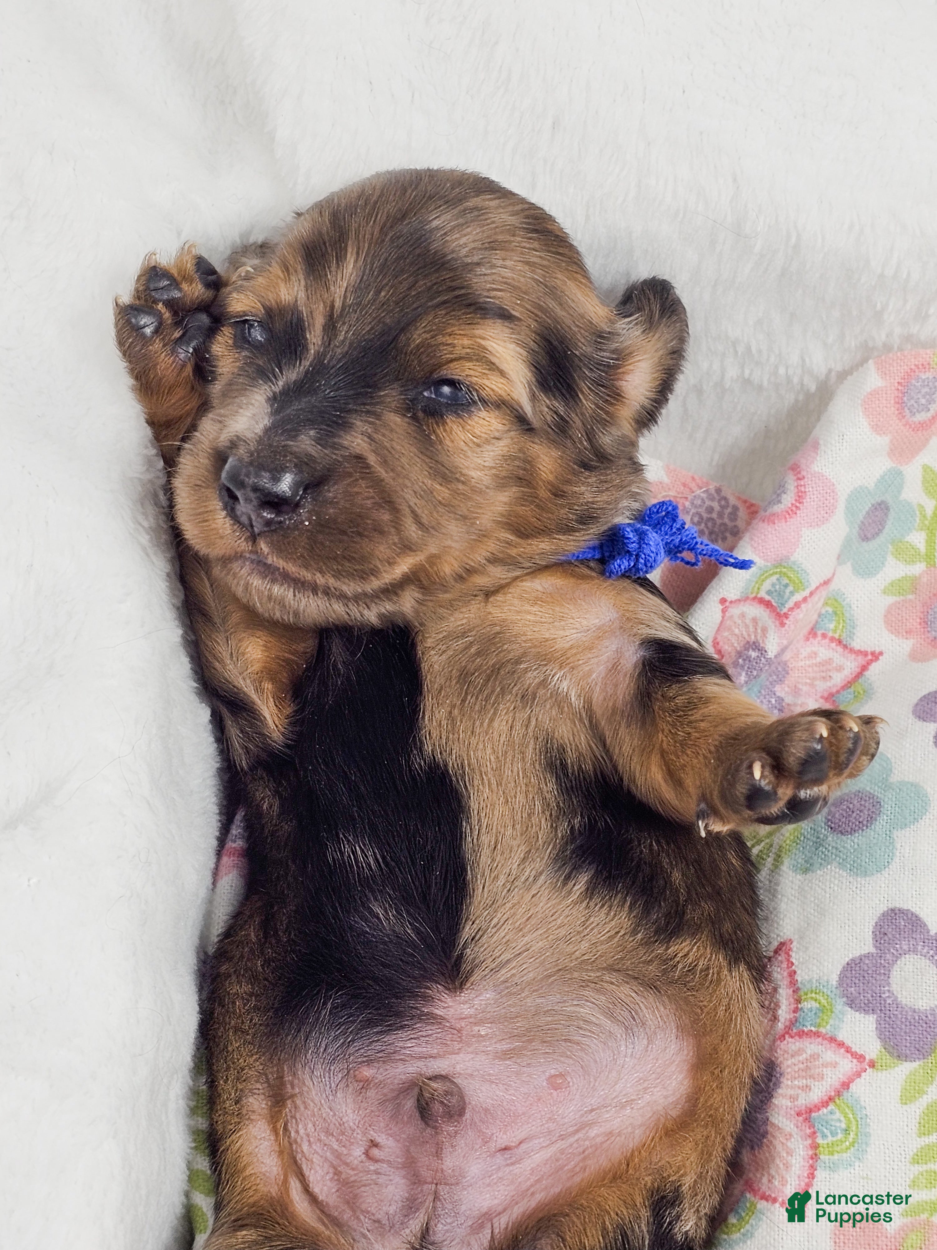 Miniature Dachshund dogs Bucket - Ad 20