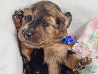 Miniature Dachshund dogs Bucket - Ad 20