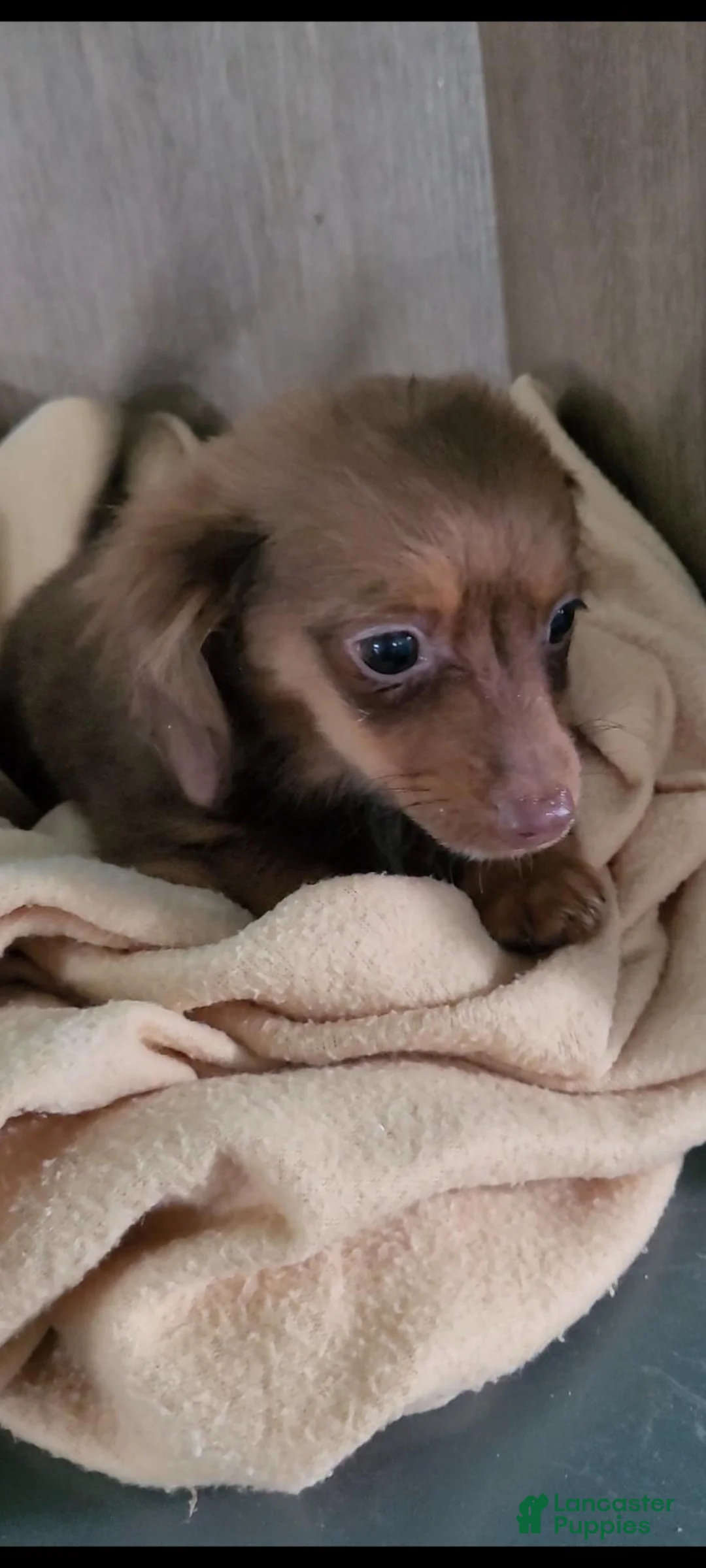 Mixed Breed dogs for sale: Chance - Ad 2