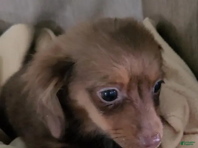 Mixed Breed dogs for sale: Chance - Ad 2