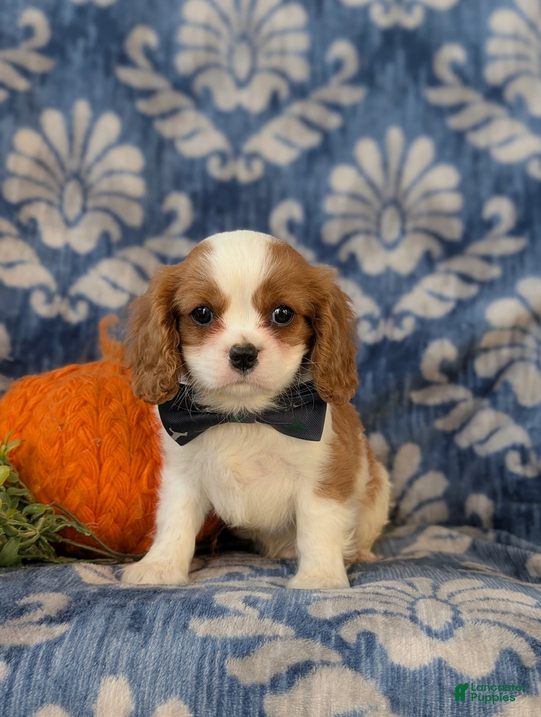 Cavalier King Charles Spaniel dogs for sale: Watkins - Ad 7
