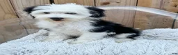 Mini Bernedoodle dogs for sale: Norris - Ad 2