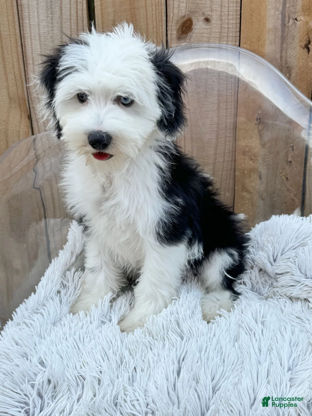 Mini Bernedoodle dogs for sale: Norris - Ad 2