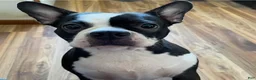 Boston Terrier dogs for sale: SALE PENDING - Ad 6