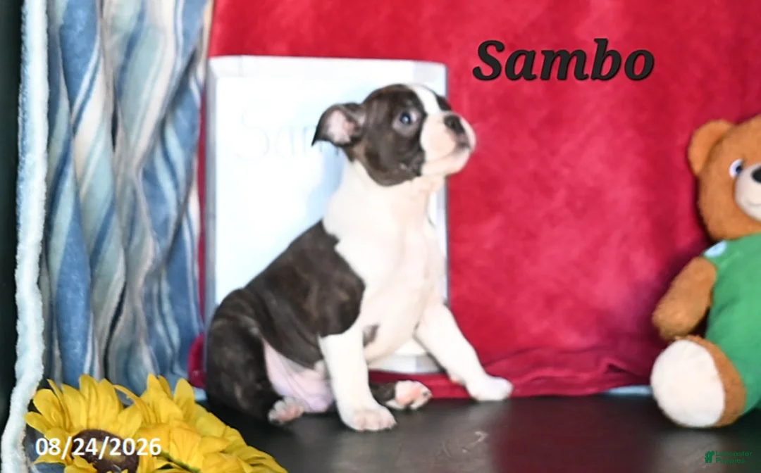 Boston Terrier dogs for sale: Sambo - Ad 3
