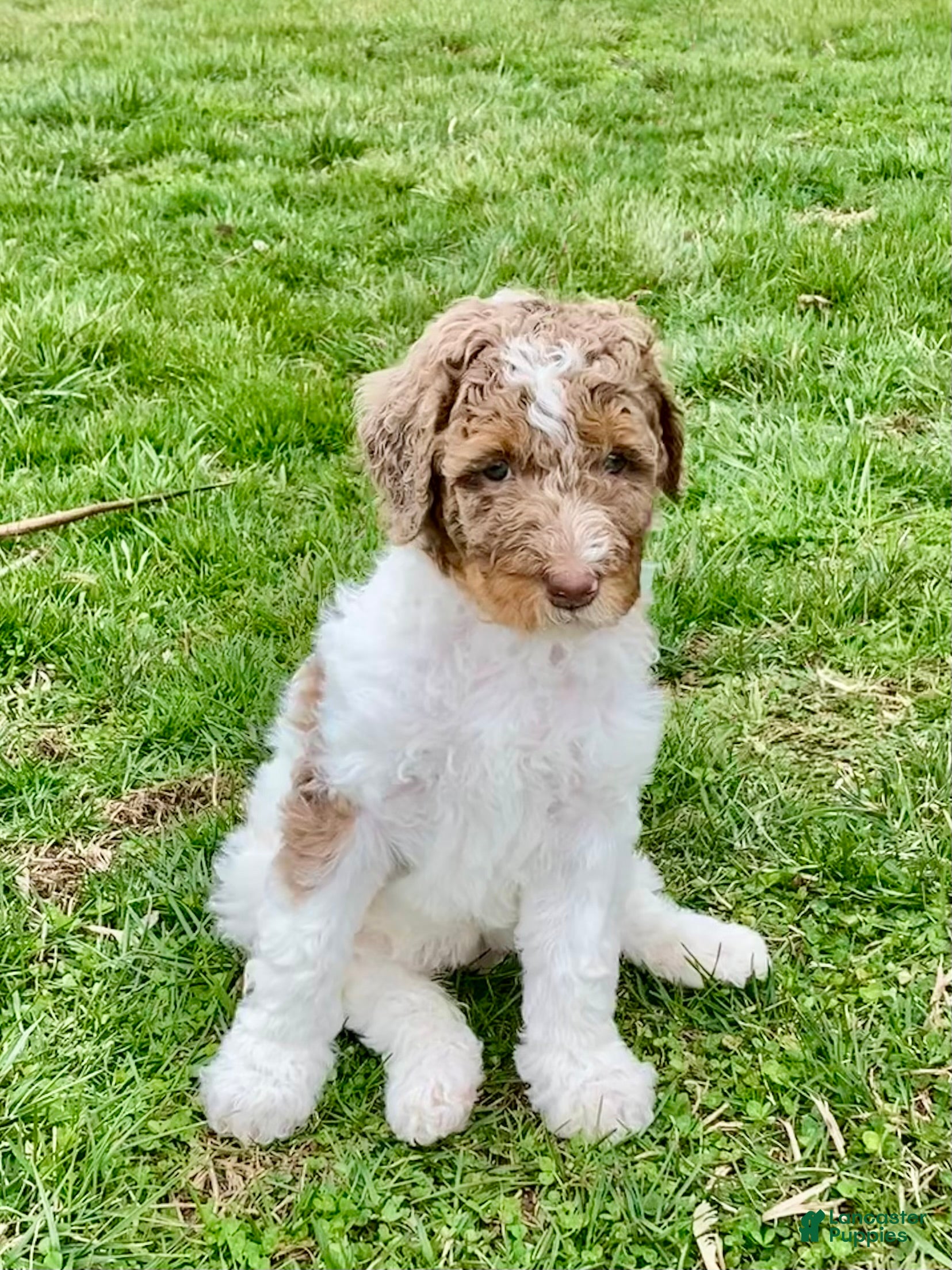 Bernedoodle dogs Ginny - Ad 2