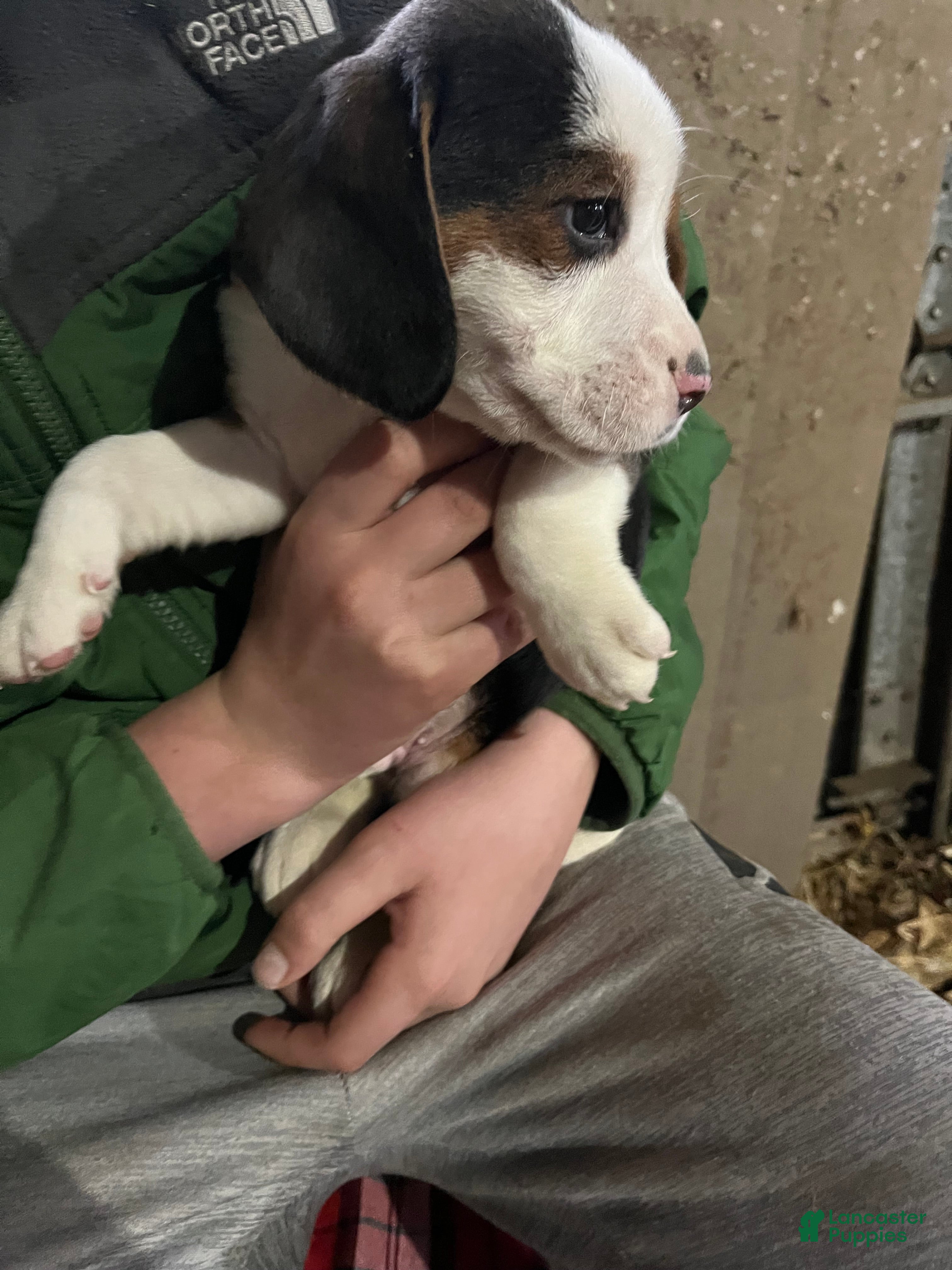 Mixed Breed dogs General - Ad 20