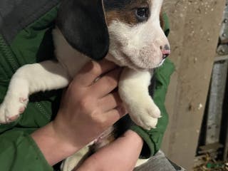 Mixed Breed dogs General - Ad 39