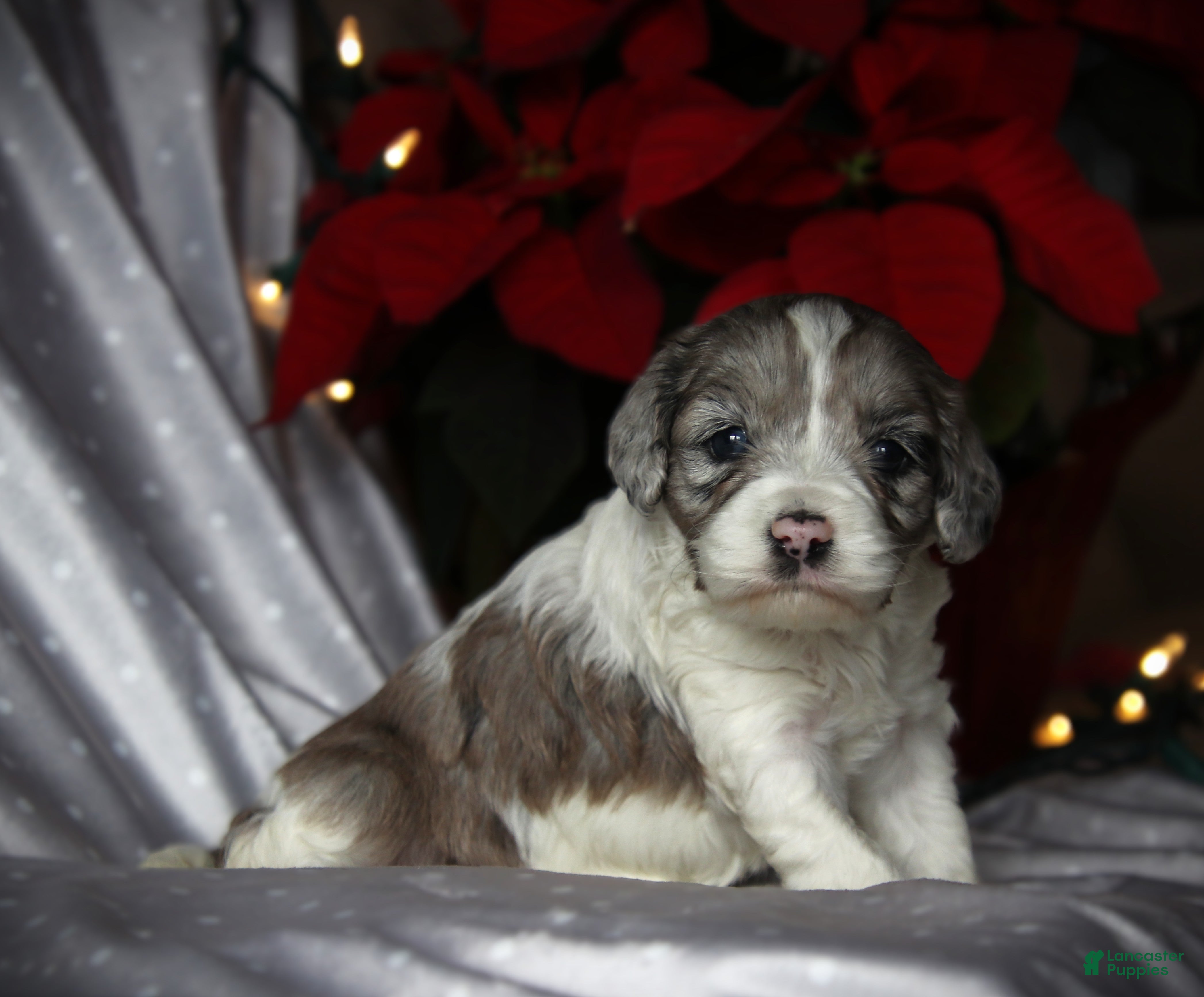 Cockapoo dogs Starlight - Ad 40