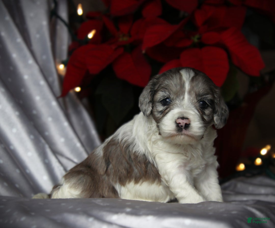 Cockapoo dogs for sale: Starlight - Ad 1