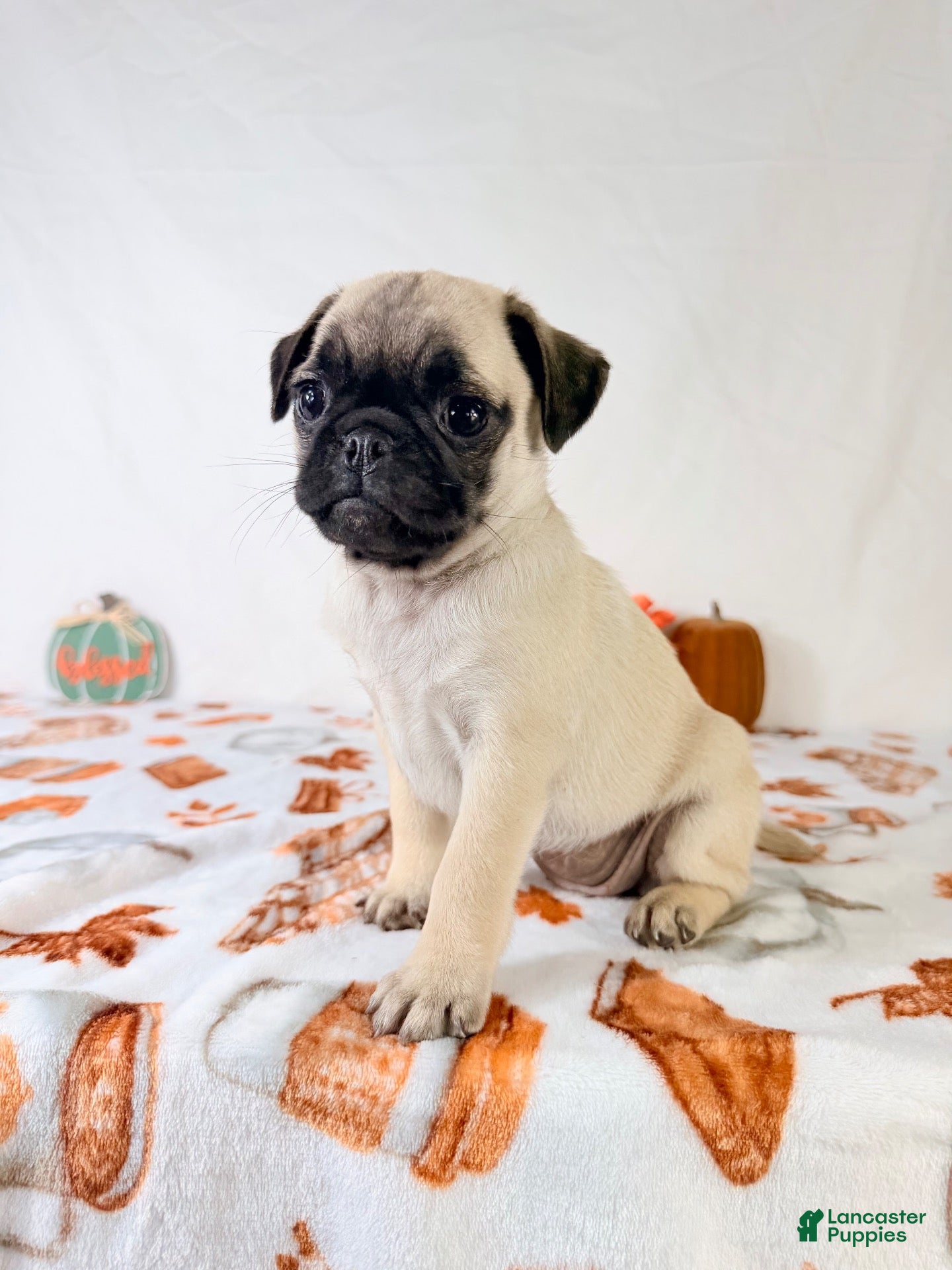 Pug dogs Paisley - Ad 29