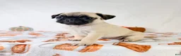 Pug dogs for sale: Paisley - Ad 1