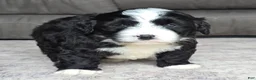 Mini Bernedoodle dogs for sale: Mini Boots - Ad 2