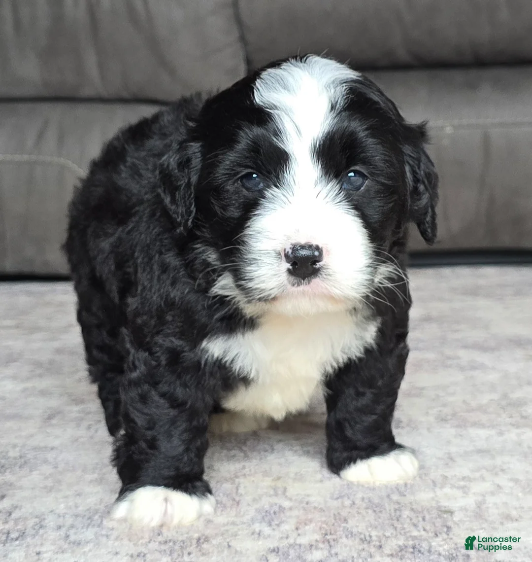 Mini Bernedoodle dogs for sale: Mini Boots - Ad 2
