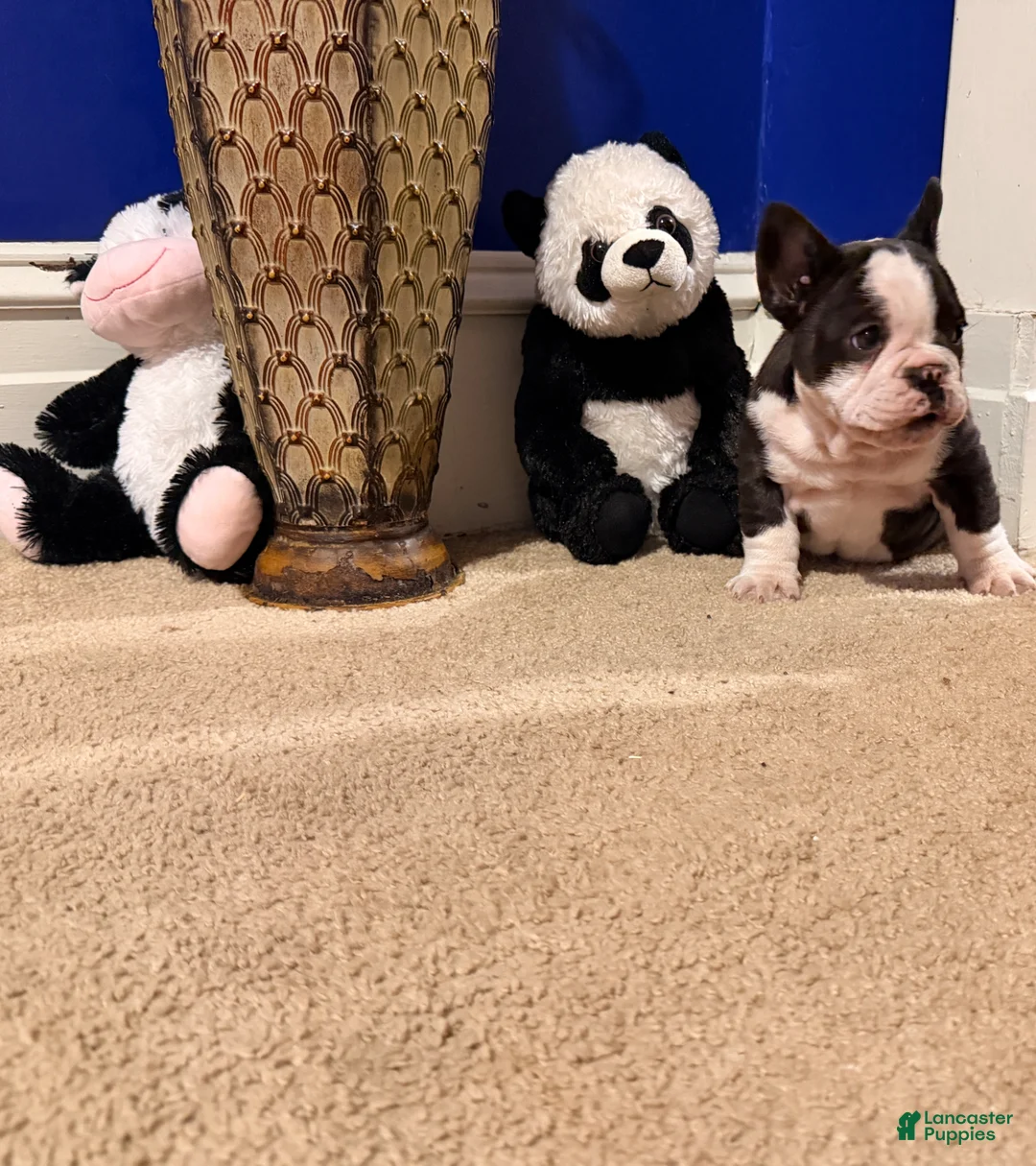 French Bulldog dogs for sale: Chubby boe - Ad 2
