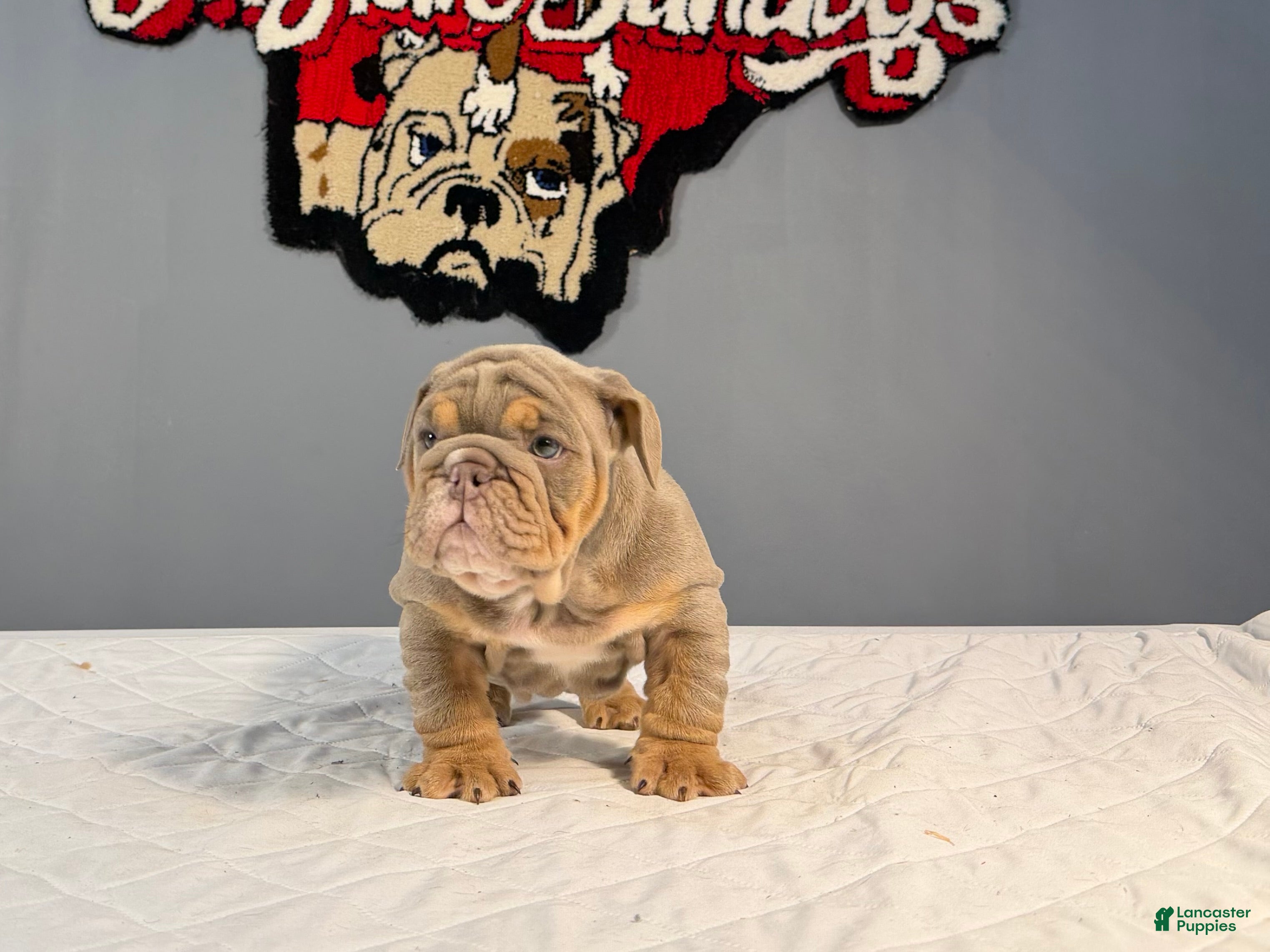 English Bulldog dogs English Bulldog Puppy 1 - Ad 1
