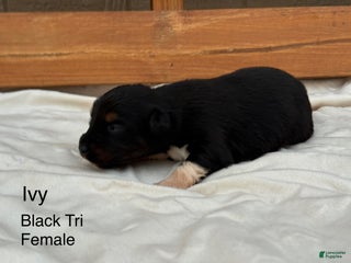 Australian Shepherd dogs Ivy - Ad 10