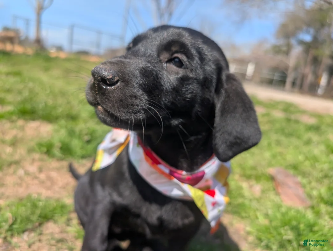 Labrador Retriever dogs for sale: Labrador Retriever Puppy 1 - Ad 2