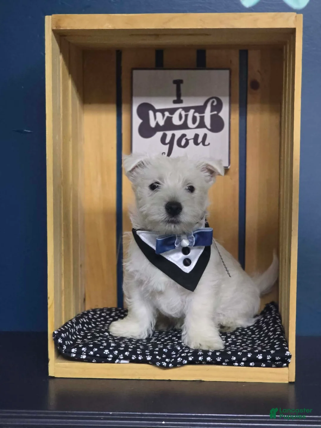 Scottish Terrier dogs for sale: Scottish Terrier Puppy 1 - Ad 1