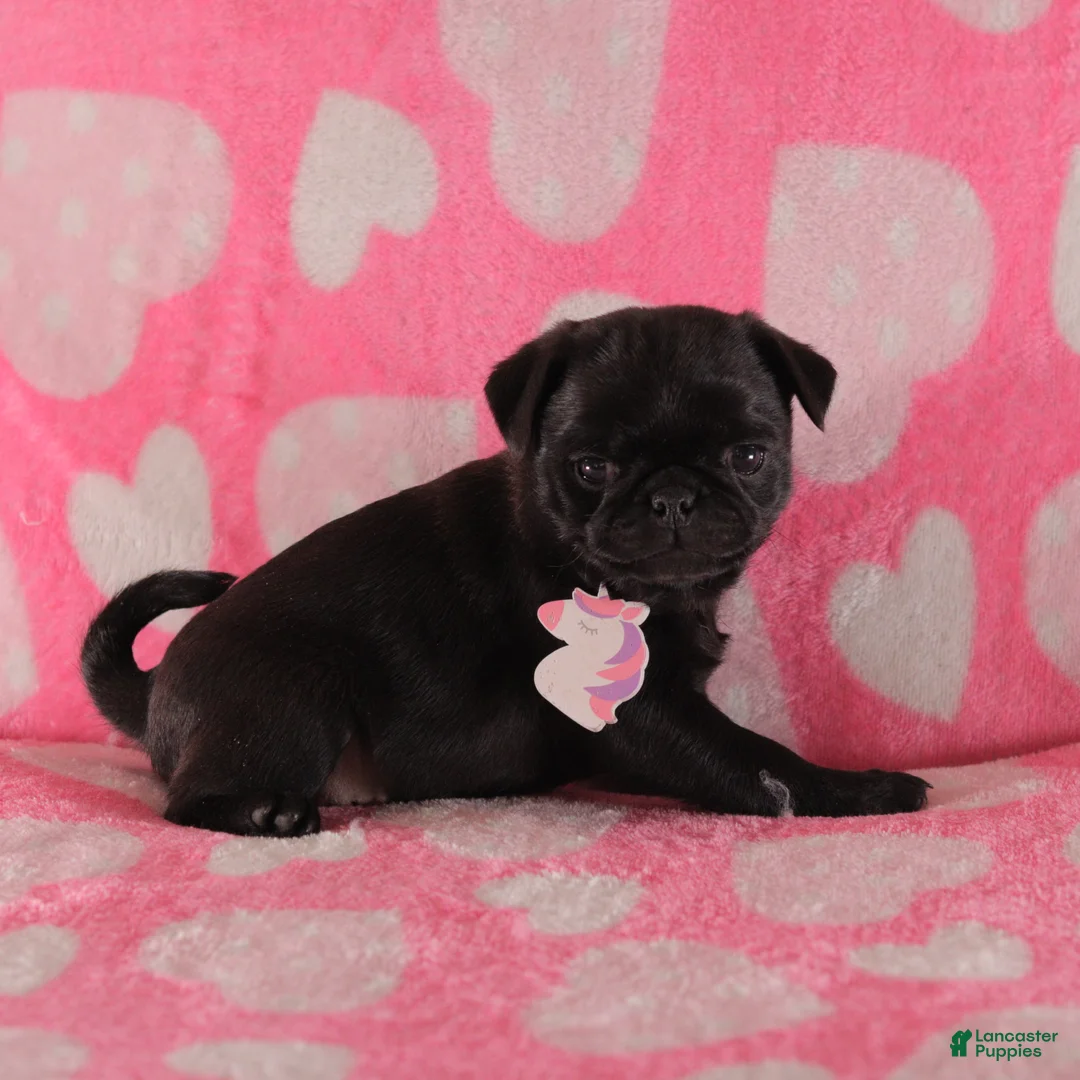Pug dogs for sale: Pansy - Ad 3
