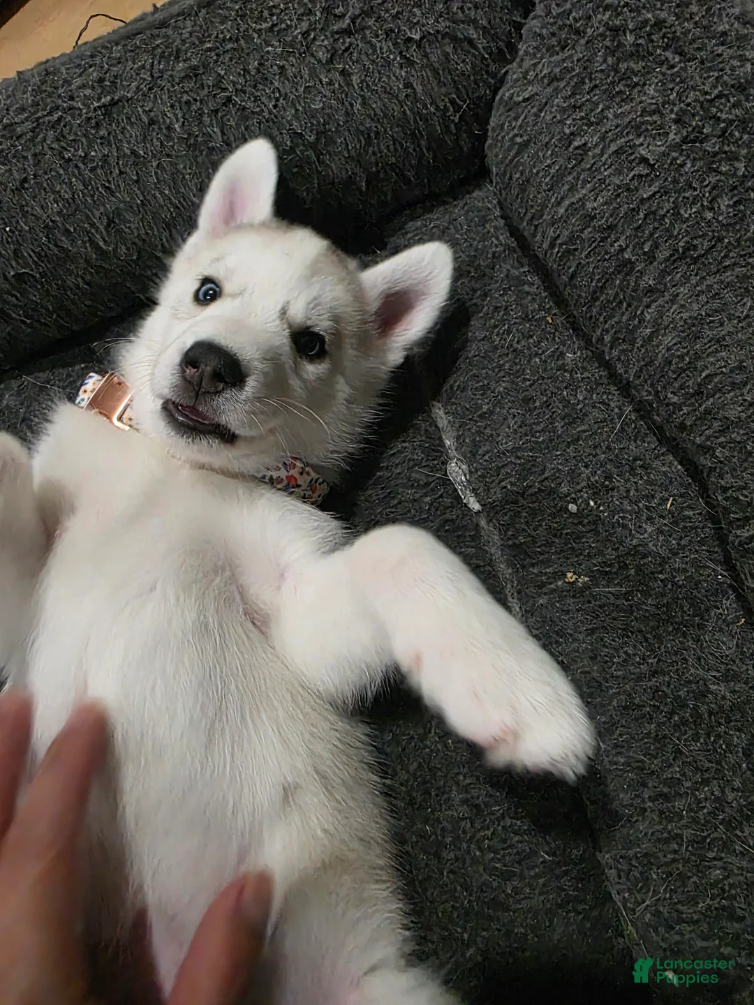 Siberian Husky dogs for sale: Siberian Husky Puppy 4 - Ad 2