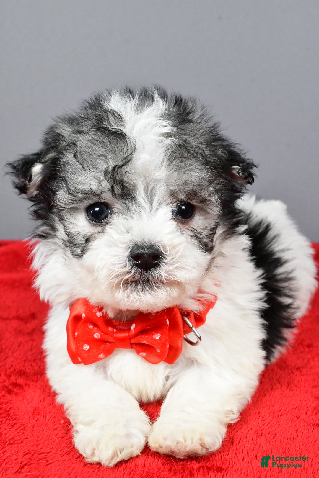 Havanese dogs for sale: Chestnut - Ad 4