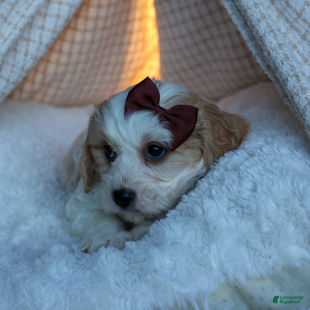 Cavachon dogs for sale: LONNIE - Ad 4
