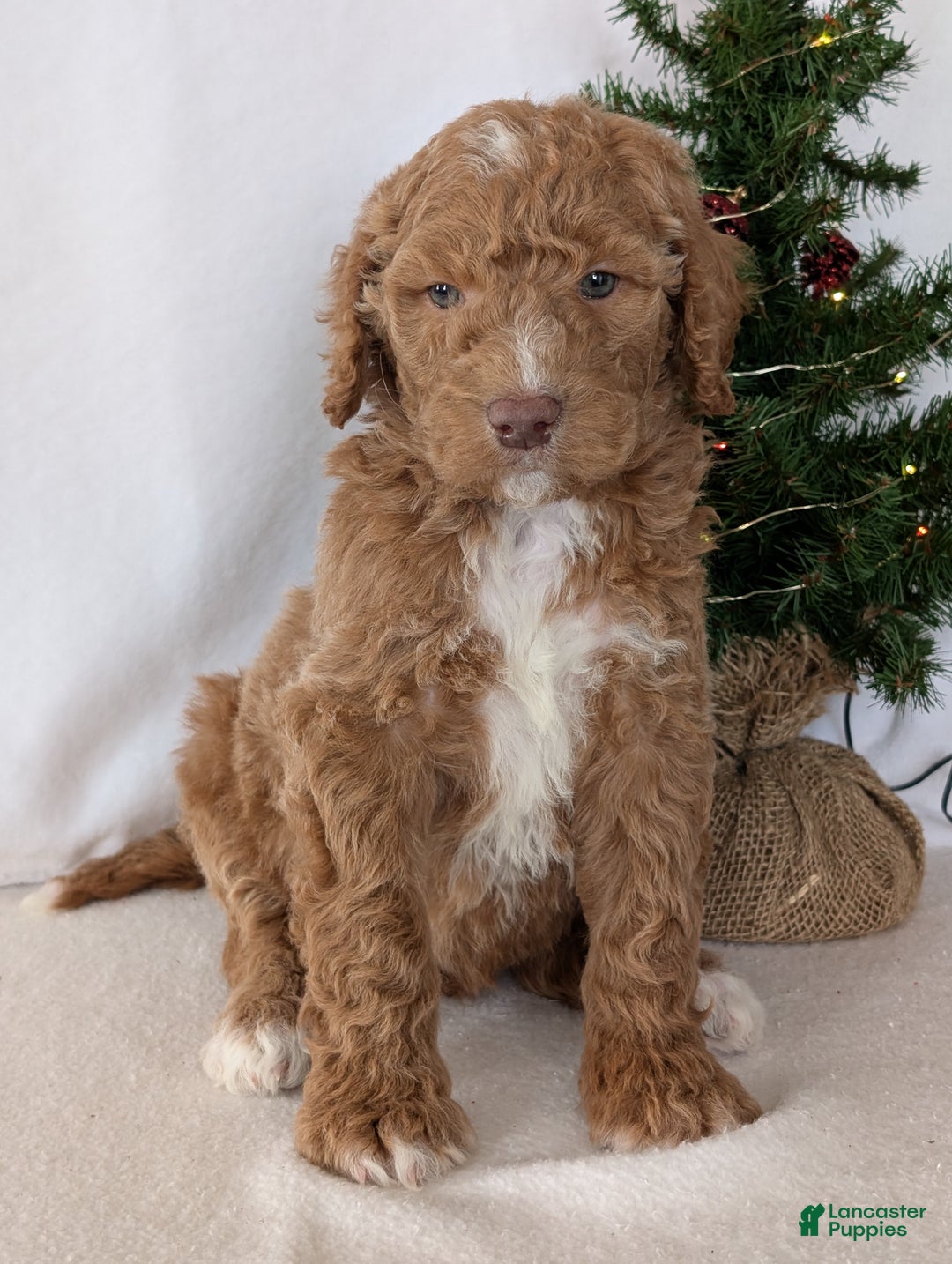 Goldendoodle dogs for sale: Parker - Ad 3