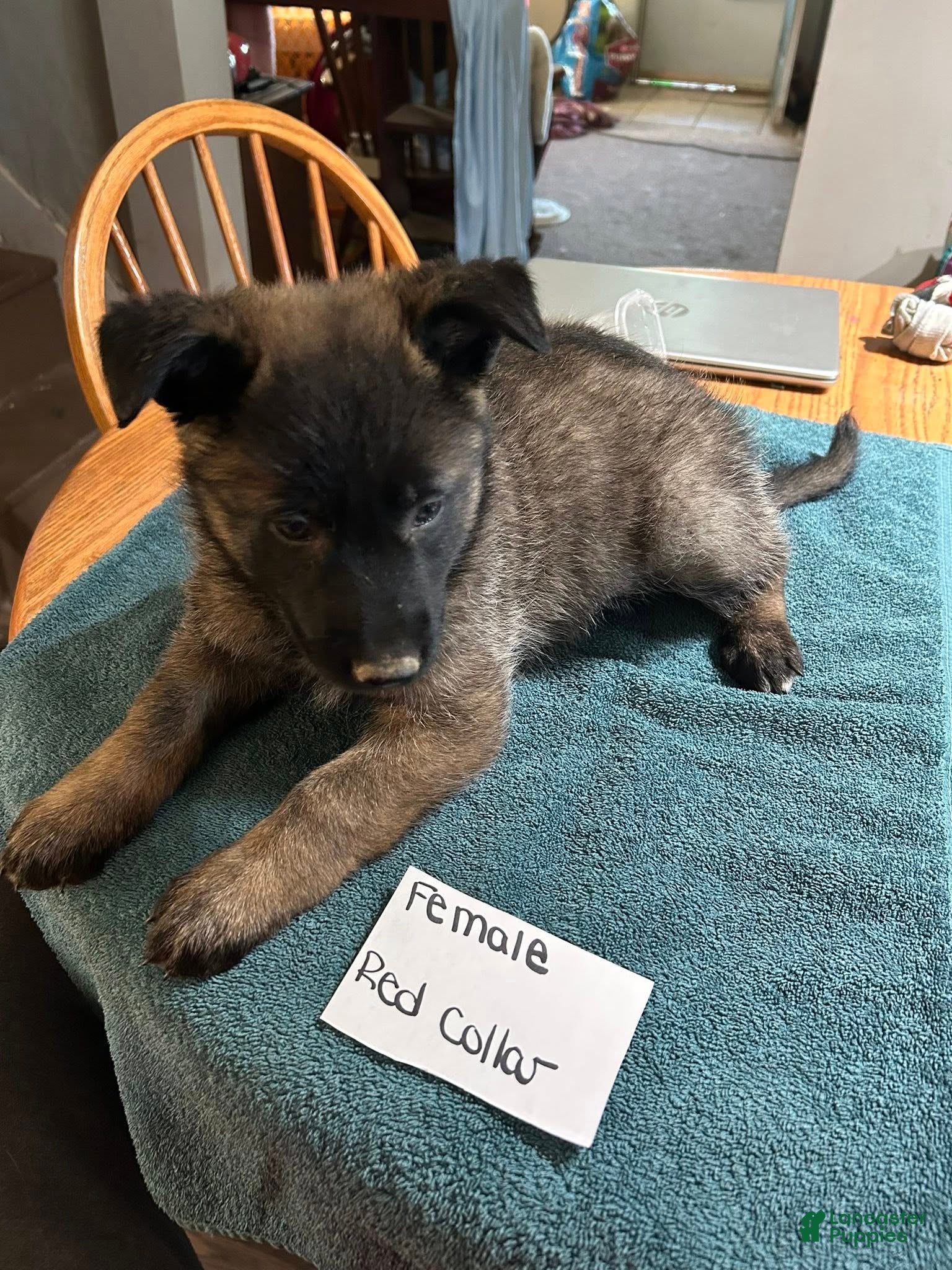 Mixed Breed dogs Mixed Breed Puppy 4 - Ad 41