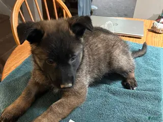 Mixed Breed dogs Mixed Breed Puppy 4 - Ad 41