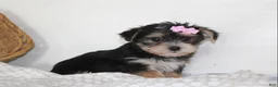 Morkie dogs for sale: Mille - Ad 4