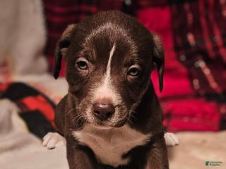 Border Collie dogs Dori - Ad 20