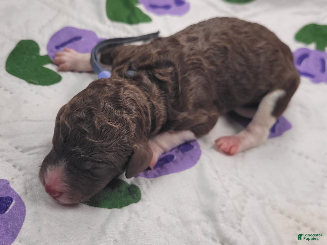 Labradoodle dogs for sale: Gomphrena  - Ad 1