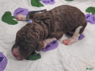 Labradoodle dogs Gomphrena - Ad 11