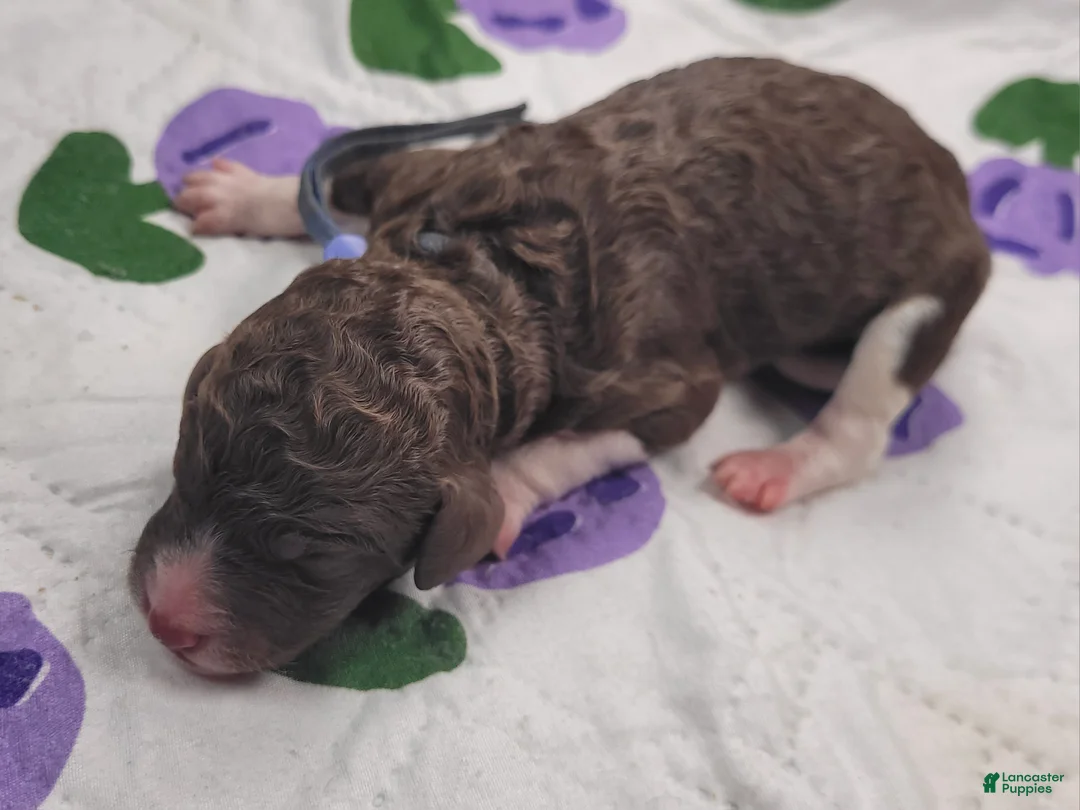 Labradoodle dogs for sale: *REDUCED* Gomphrena  - Ad 5