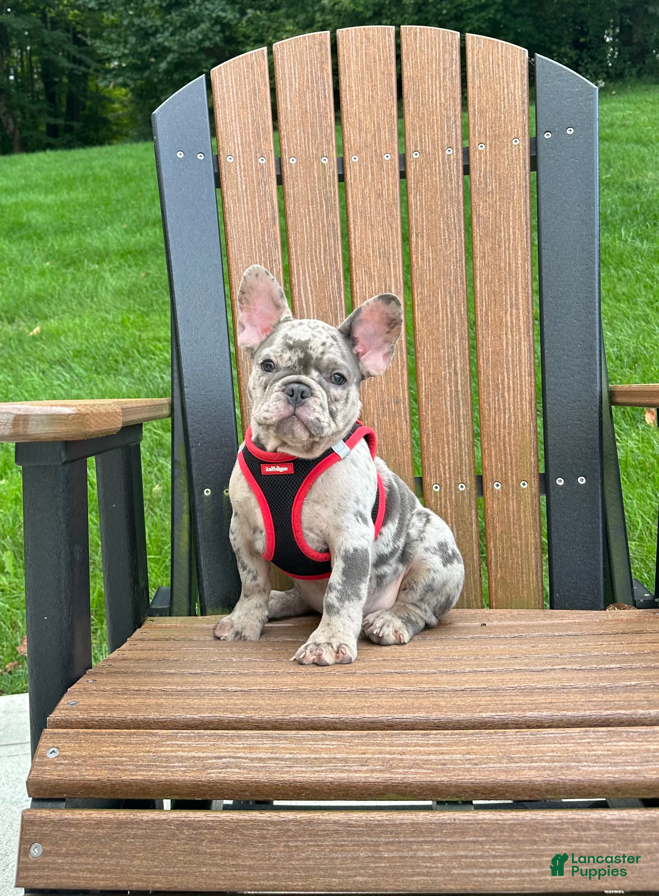 French Bulldog dogs 0scar - Ad 1
