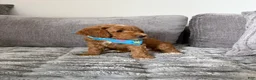 Goldendoodle dogs for sale: Scout - Ad 4