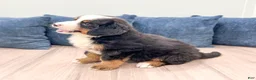 Bernese Mountain Dog dogs for sale: Mason - Ad 4