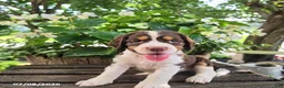 English Springer Spaniel dogs for sale: Ivy - Ad 3