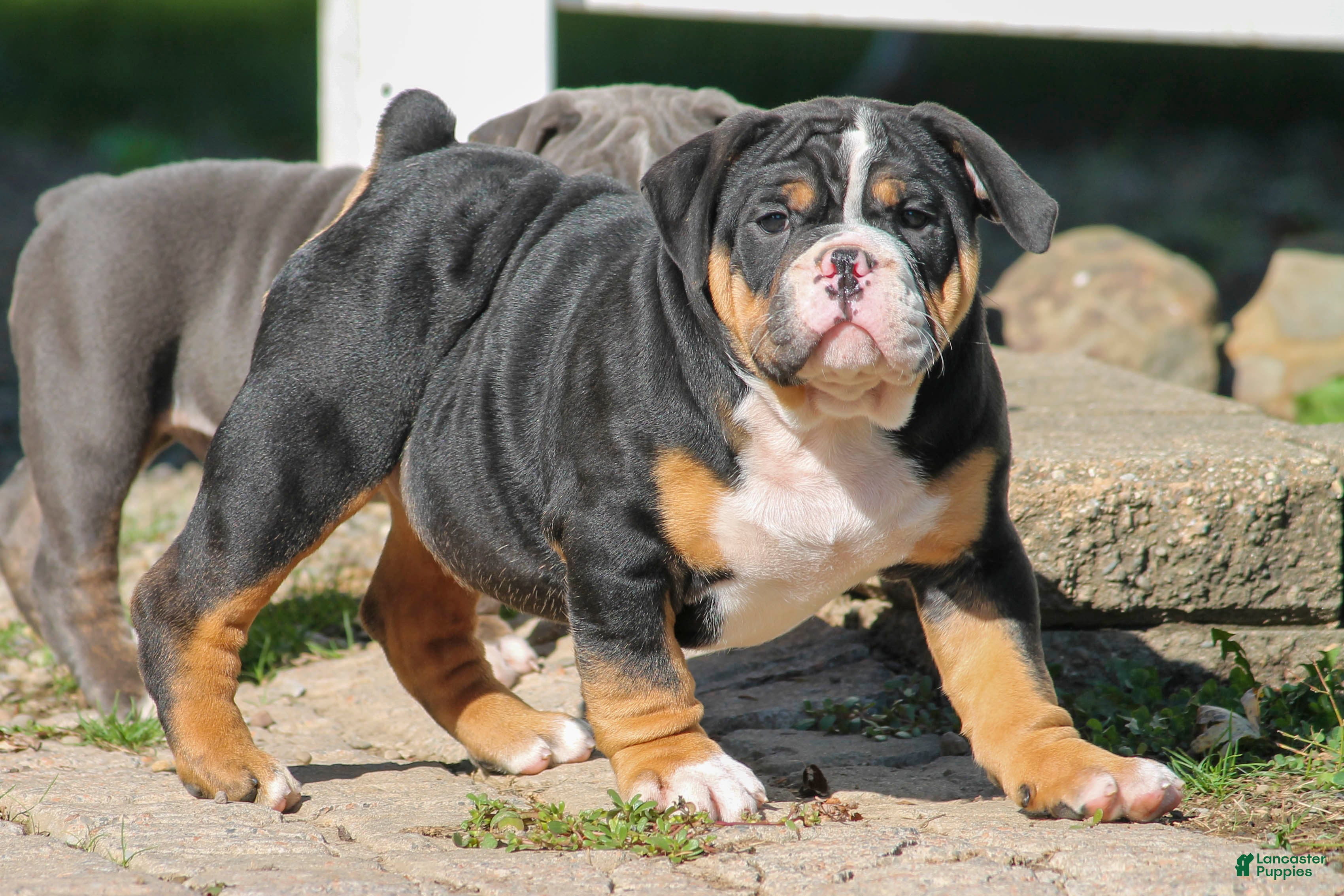 Old Tyme Bulldog Tricolor English Bulldog Puppy American Bulldog
