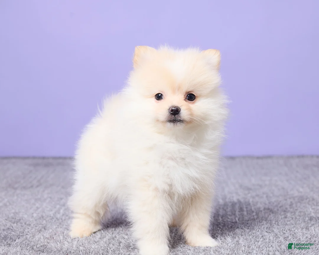 Pomeranian dogs for sale: Wilbur - Ad 4