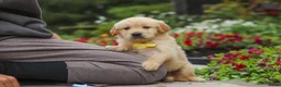 Golden Retriever dogs for sale: Benny - Ad 10