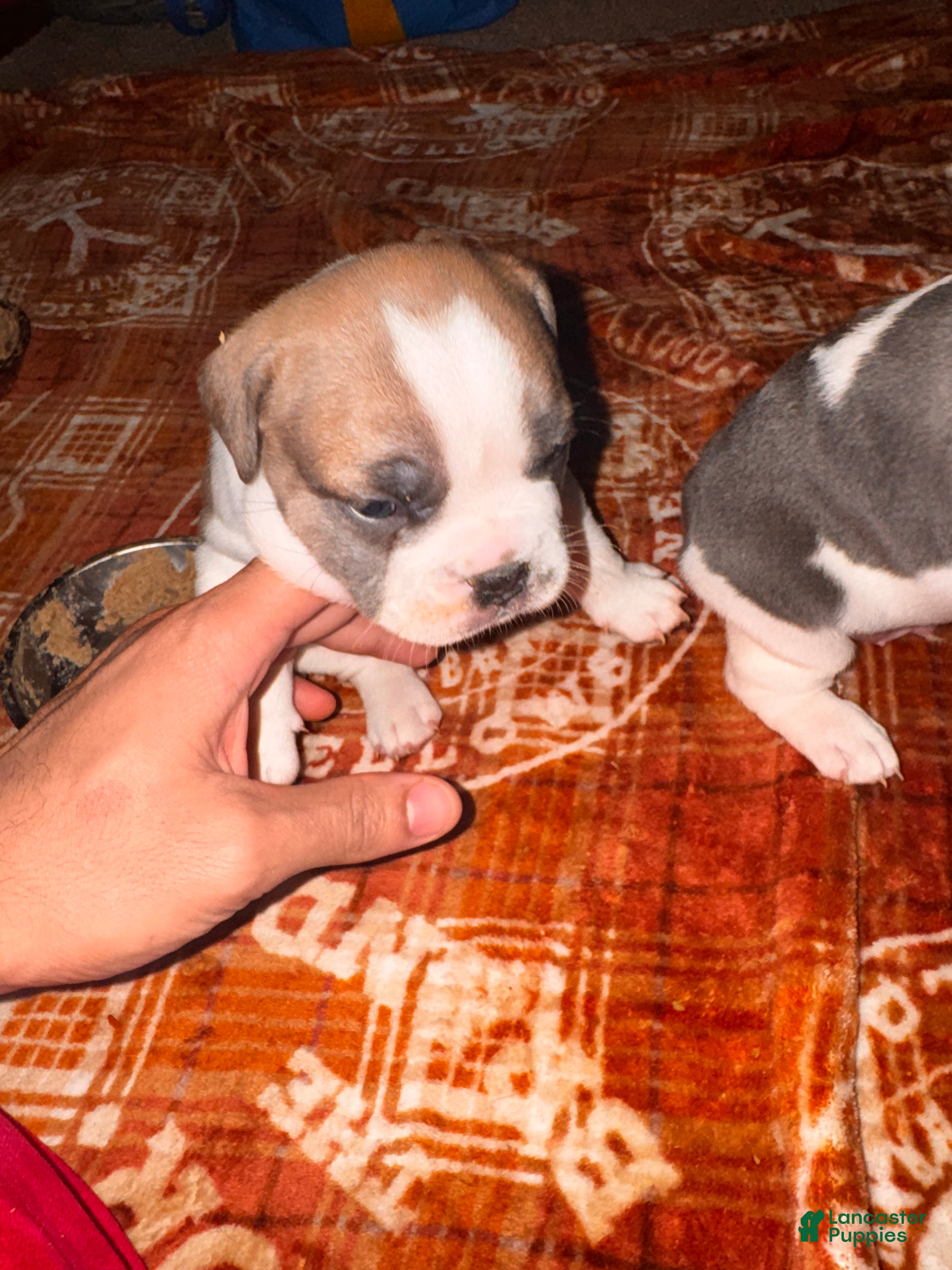 Mixed Breed dogs Brookie - Ad 19