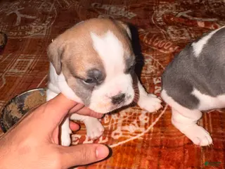 Mixed Breed dogs Brookie - Ad 19