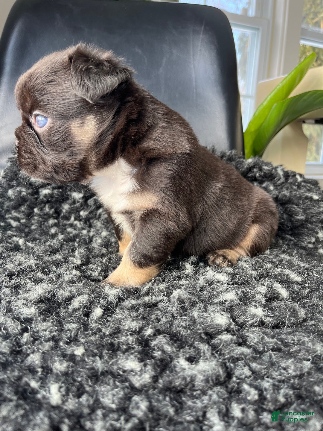 French Bulldog dogs for sale: Bruno - Ad 4