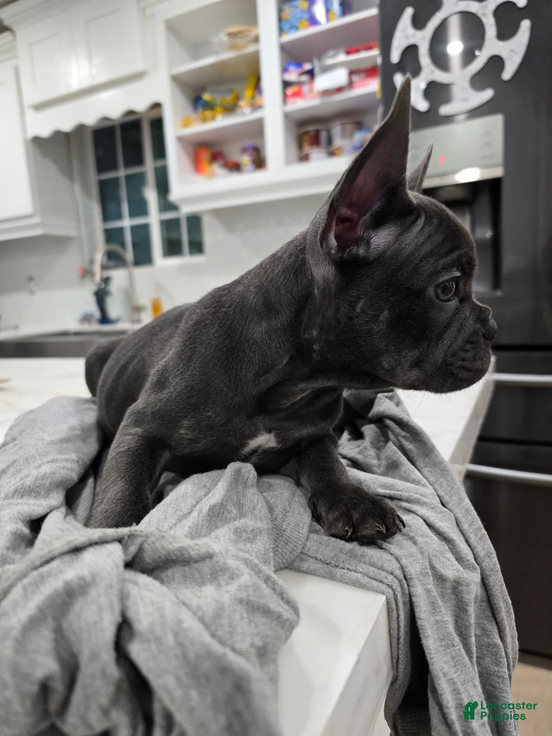 French Bulldog dogs for sale: French Bulldog Puppy 5 - Ad 8