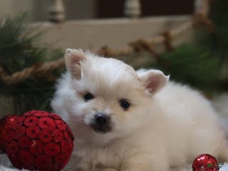 Maltipom dogs Snowflake - Ad 1
