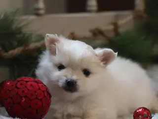 Maltipom dogs Snowflake - Ad 1