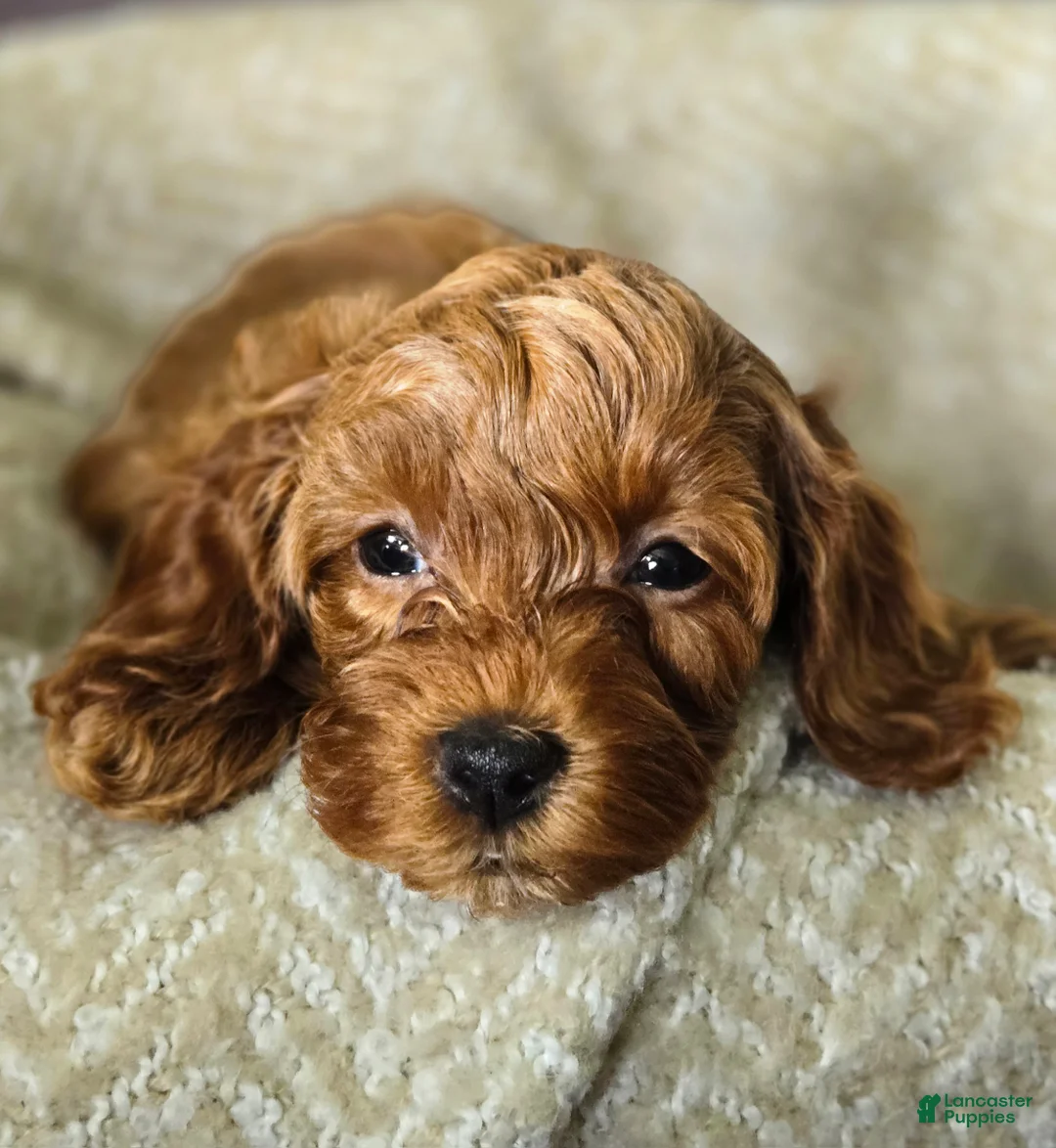 Cavapoo dogs for sale: Hazel - Ad 2