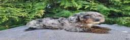 Mini Bernedoodle dogs for sale: Leasha - Ad 18